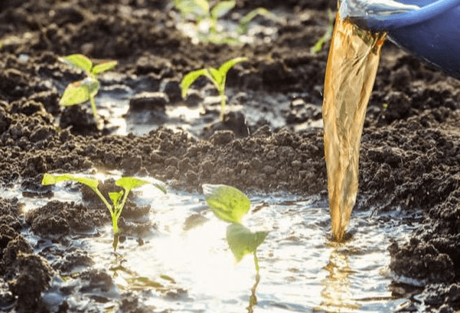 <a href=http://www.fliange.cn/mcy/ target=_blank class=infotextkey>木醋液</a>對農(nóng)作物改良土壤圖